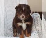 Small #1 Miniature Australian Shepherd