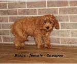 Small #3 Cavapoo