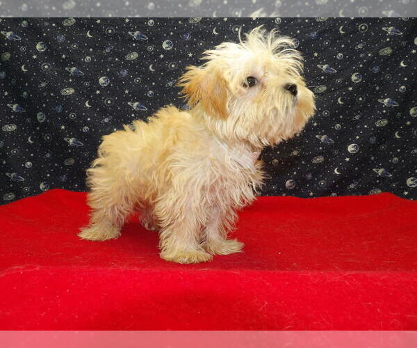 Medium Photo #6 Morkie Puppy For Sale in PATERSON, NJ, USA