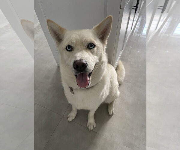 Medium Photo #3 Siberian Husky Puppy For Sale in Miami, FL, USA