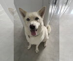 Small #2 Siberian Husky