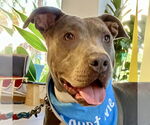 Small #6 American Staffordshire Terrier Mix