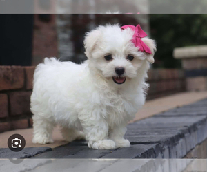 Maltese Puppy for Sale in BLOOMINGTON, Indiana USA