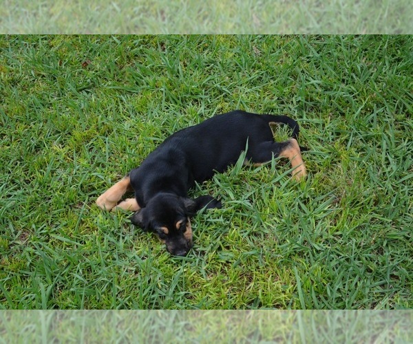 Medium Photo #19 Bloodhound Puppy For Sale in CORNING, AR, USA