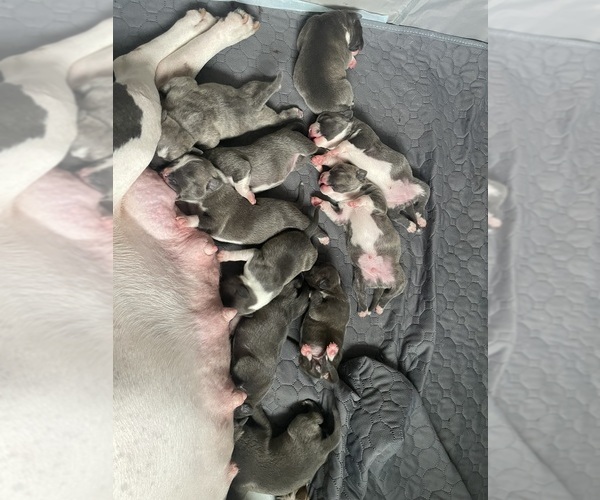 Medium Photo #5 American Bully Puppy For Sale in NAUGATUCK, CT, USA