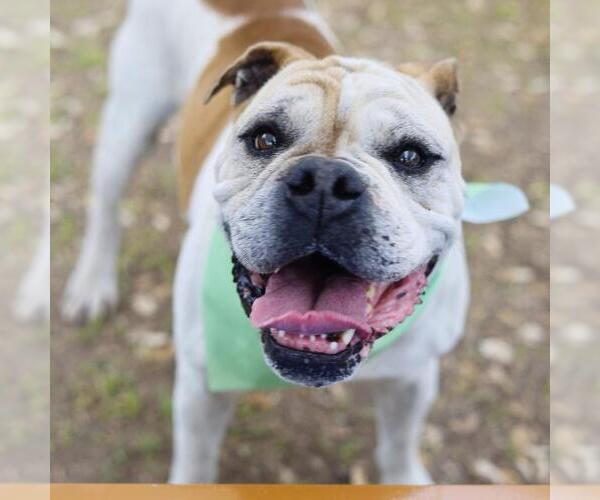 Medium Photo #1 American Bulldog-Unknown Mix Puppy For Sale in San Antonio, TX, USA