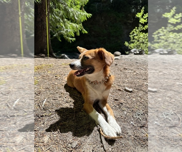 Medium Photo #1 Paperanian Puppy For Sale in PORTLAND, OR, USA