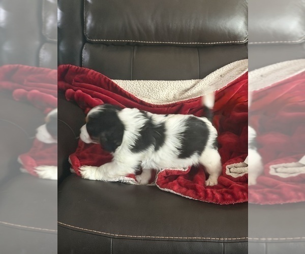 Medium Photo #7 Aussalier Puppy For Sale in MAPLETON, OR, USA