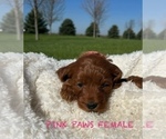 Puppy Smooth Female Goldendoodle (Miniature)