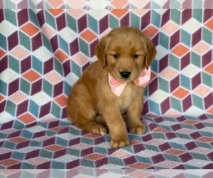 Golden Retriever Puppy for sale in LANCASTER, PA, USA