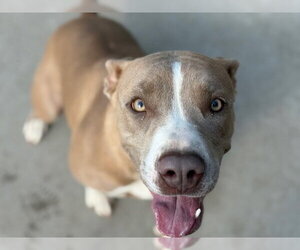 Mutt Dogs for adoption in Tulsa, OK, USA