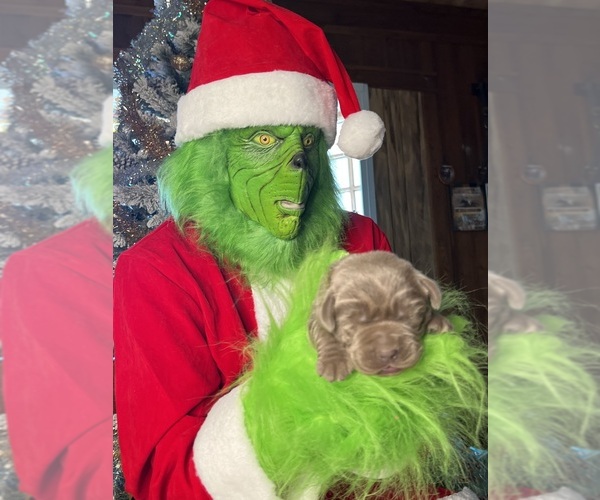 Medium Photo #4 Labrador Retriever Puppy For Sale in NEOLA, WV, USA