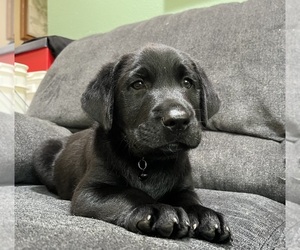 Labrador Retriever Puppy for sale in AUGUSTA, WI, USA