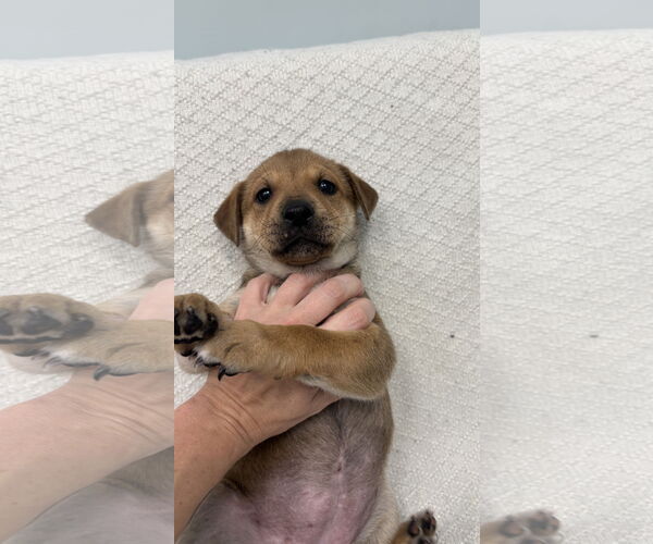 Medium Photo #6 Toy Rat Doxie Puppy For Sale in Holly Springs, NC, USA