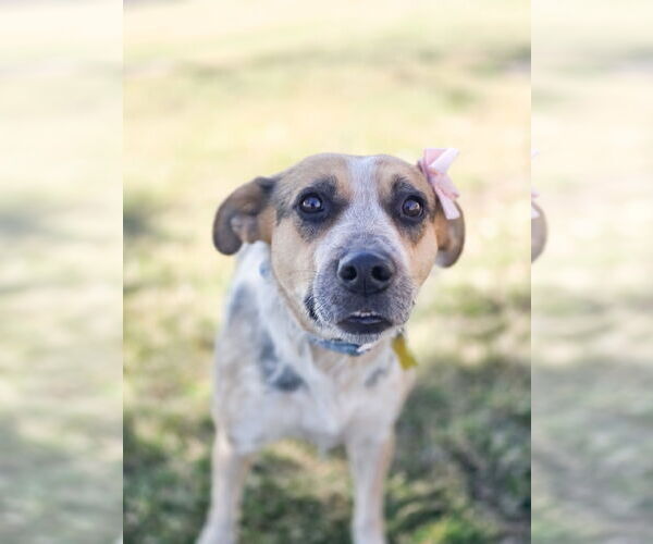 Medium Photo #9 Mutt Puppy For Sale in Sandy, UT, USA