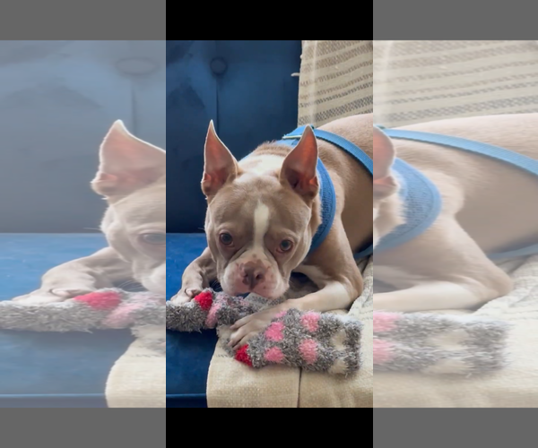 Medium Photo #5 Boston Terrier Puppy For Sale in Valrico, FL, USA