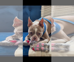 Small #4 Boston Terrier