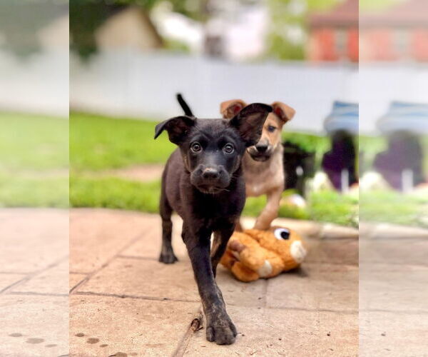 Medium Photo #1 Pomsky Puppy For Sale in New London, WI, USA