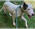 Small #1 American Pit Bull Terrier