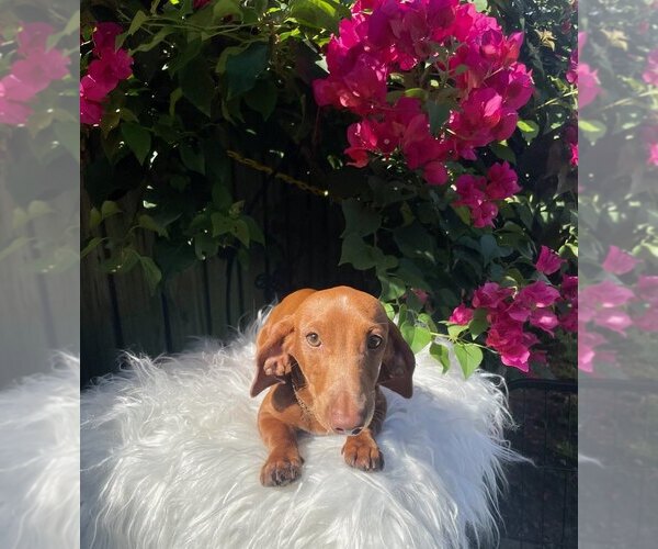 Medium Photo #1 Dachshund Puppy For Sale in ORLANDO, FL, USA
