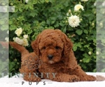 Small #3 Cavapoo