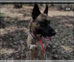 Small #1 German Shepherd Dog Mix