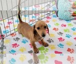 Small #3 Dachshund