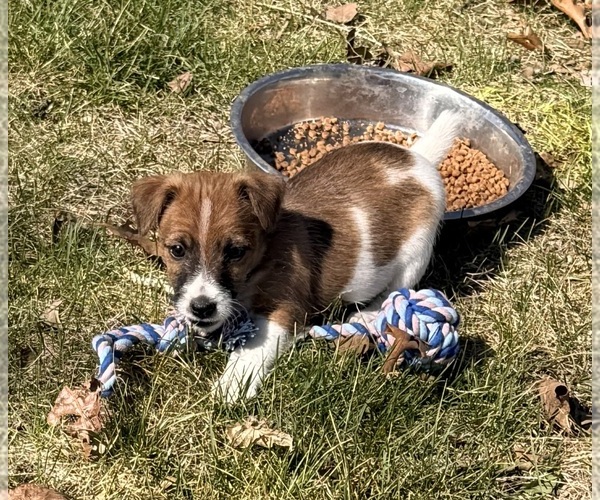 Medium Photo #16 Jack Russell Terrier Puppy For Sale in FREEMAN, MO, USA
