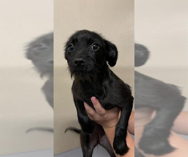 Medium Photo #2 Rat Terrier-Unknown Mix Puppy For Sale in Modesto, CA, USA