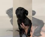 Small #1 Rat Terrier Mix