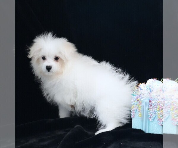 Medium Photo #7 Maltipom Puppy For Sale in ROCK VALLEY, IA, USA
