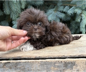 Shih Tzu Puppy for sale in MIDDLEBURY, IN, USA
