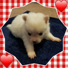 Pomeranian Puppy for sale in CHELSEA, OK, USA