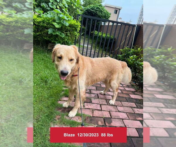 Medium Photo #2 Golden Retriever Puppy For Sale in West Hollywood, CA, USA