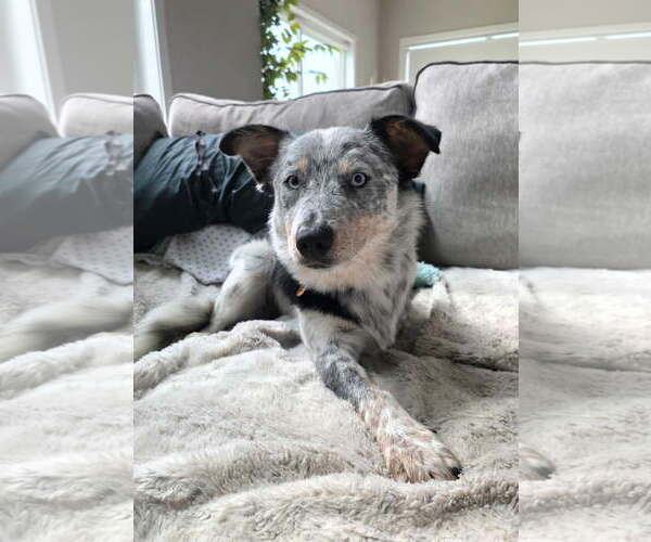 Medium Photo #4 Mutt Puppy For Sale in Genesee, WI, USA