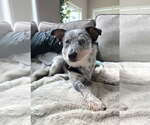 Small #3 Mutt