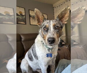 Australian Shepherd-Unknown Mix Dogs for adoption in Milpitas, CA, USA