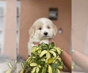 Goldendoodle Dog for Adoption in TAMPA, Florida USA