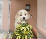Small Photo #1 Goldendoodle Puppy For Sale in TAMPA, FL, USA