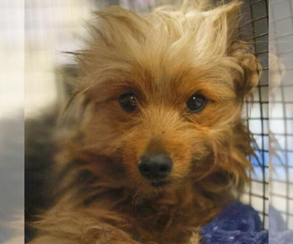 Medium Photo #1 Mutt Puppy For Sale in San Antonio, TX, USA