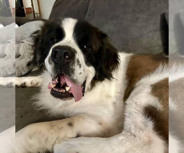 Medium Photo #2 Saint Bernard-Unknown Mix Puppy For Sale in New Oxford , PA, USA