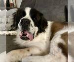 Small #1 Saint Bernard Mix
