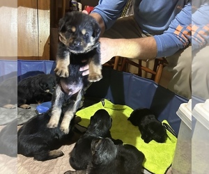 Shepweiller Dog for Adoption in GERTON, North Carolina USA