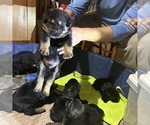 Small Photo #1 Shepweiller Puppy For Sale in GERTON, NC, USA