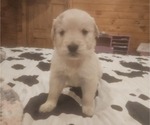 Puppy Male 2 Golden Retriever