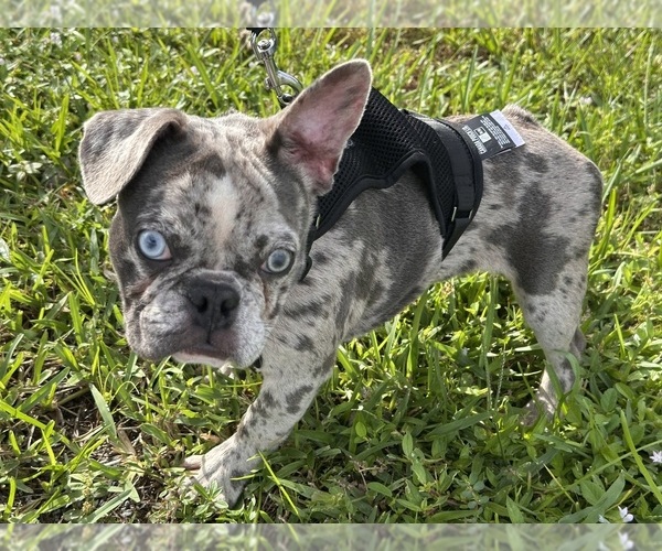 Medium Photo #3 French Bulldog Puppy For Sale in HOLLYWOOD, FL, USA