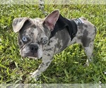 Small #2 French Bulldog
