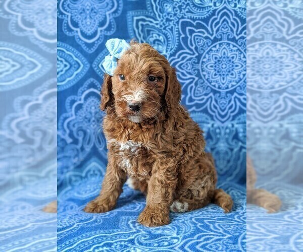Medium Photo #1 Irish Doodle Puppy For Sale in PORT DEPOSIT, MD, USA