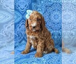 Small Photo #1 Irish Doodle Puppy For Sale in PORT DEPOSIT, MD, USA
