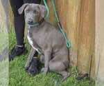 Small #2 Weimaraner Mix